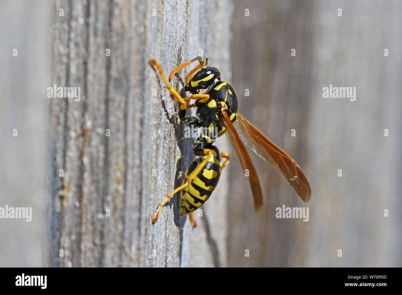 Tree wasp wasp papier, ou très proche de bois décapage jusqu'à bâtir un nid Amérique dolichovespula sylvestris ou polistes gallicus ou dominula Banque D'Images