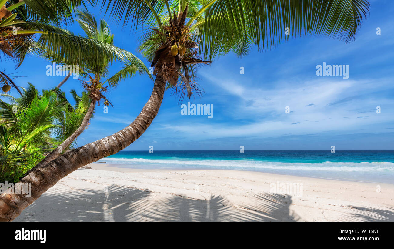 Belle plage de sable avec des palmiers et de la mer tropicale Banque D'Images