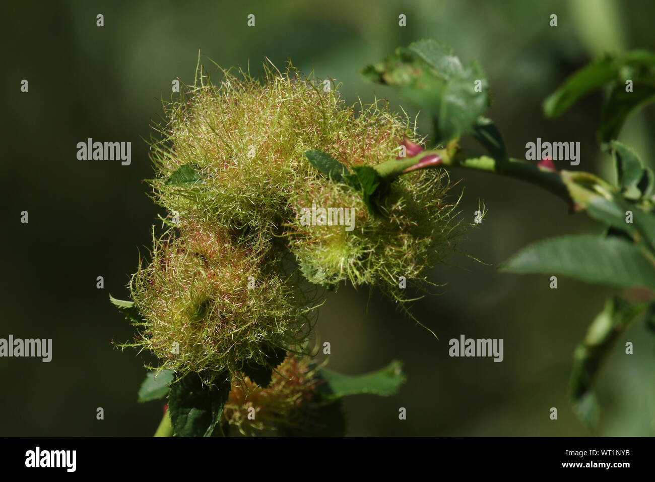 Les galles Dog Rose, rosa canina,-Bedeguar causé par le Gall Wasp, Diplolepis rosae. Banque D'Images