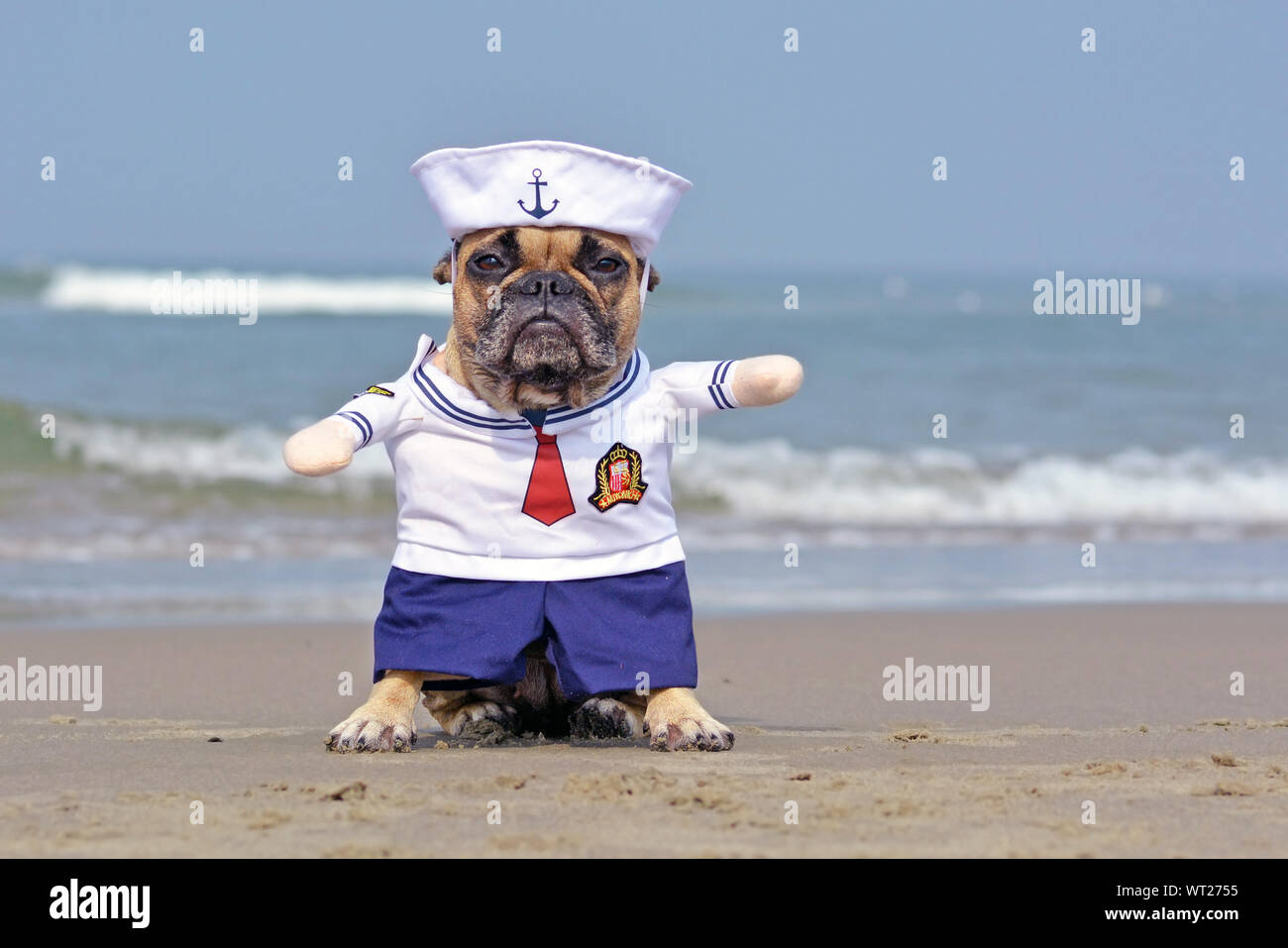 Funny Bulldog français habillé avec un mignon petit chien marin costume Halloween sur plage avec ocean in background Banque D'Images