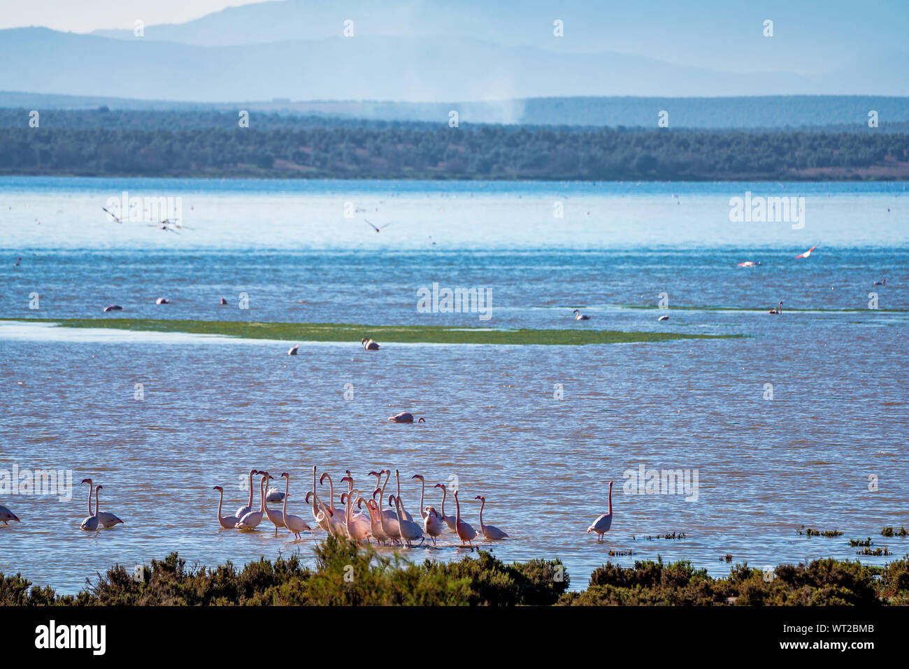 Plus de flamants roses, Phoenicopterus roseus en Fuente de Piedra Lagoon, Andalousie, espagne. Certains des plus beaux oiseaux de la planète se réunissent à la la Banque D'Images