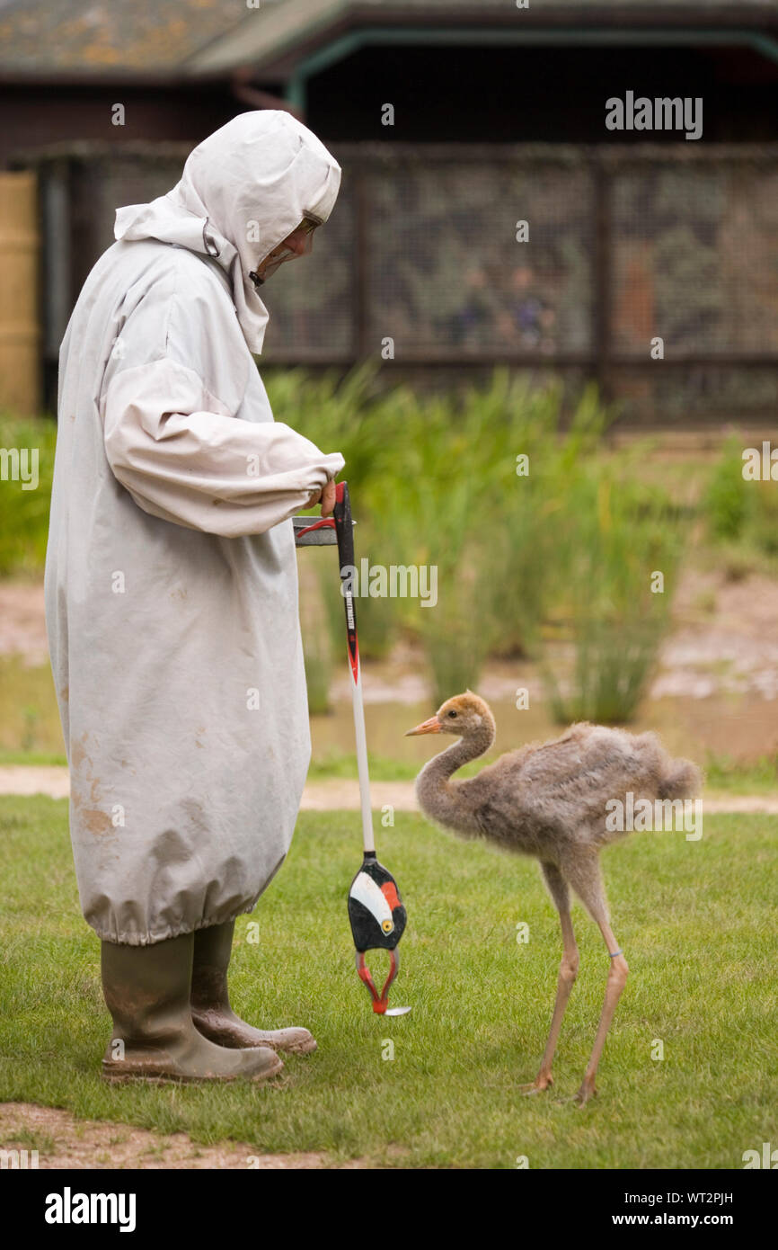 Grue de commune (Grus grus), ayant appris à se nourrir d'une cuillère attaché à la tête de la résine moulée d'un adulte sur la fin d'une longue collecte de déchets traités. A​voiding donc sur l'empreinte de l'accompagnant, in​ un déguisement robe. Banque D'Images