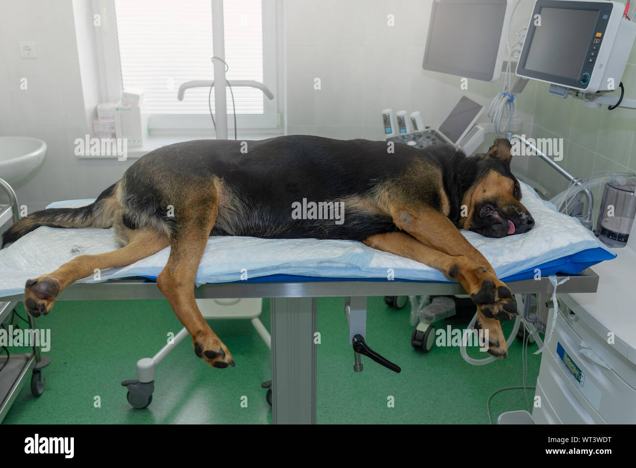 Grand chien sous anesthésie dans une clinique vétérinaire Banque D'Images