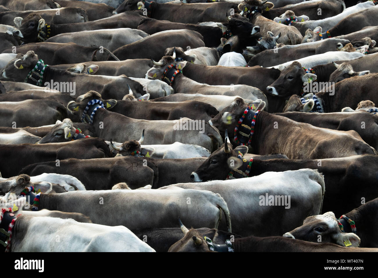 Bad Hindelang, Allemagne. Sep 11, 2019. Foule vaches ensemble à un point de collecte. À l'abri du bétail à Bad Hindelang, environ 700 vaches sont repoussés dans la vallée par cinq Alpes. Credit : Lino Mirgeler/dpa/Alamy Live News Banque D'Images