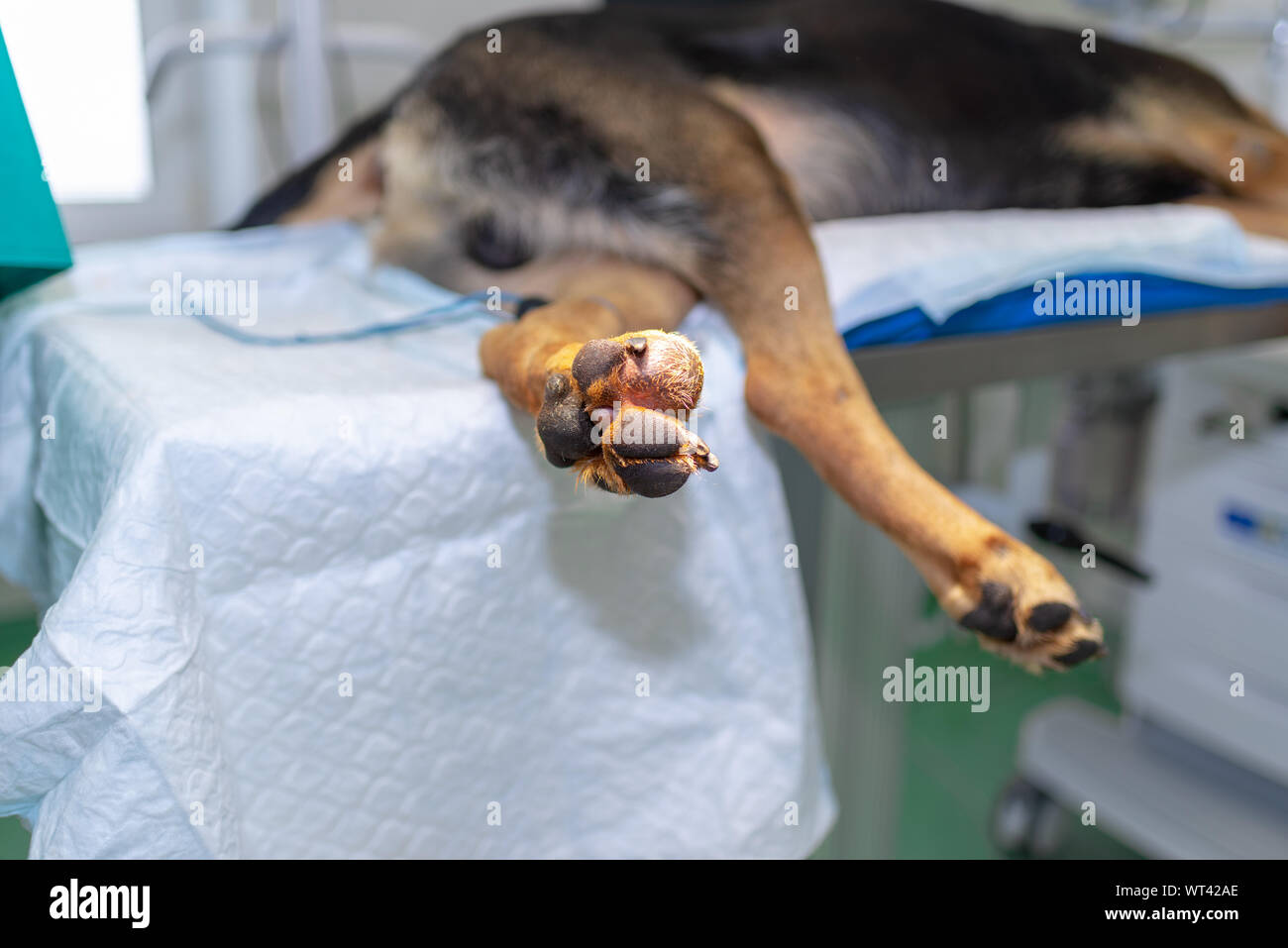 Sarcome Chien Banque De Photographies Et D Images A Haute Resolution Alamy Sarcome Chien Banque De Photographies Et D Images A Haute Resolution Alamy
