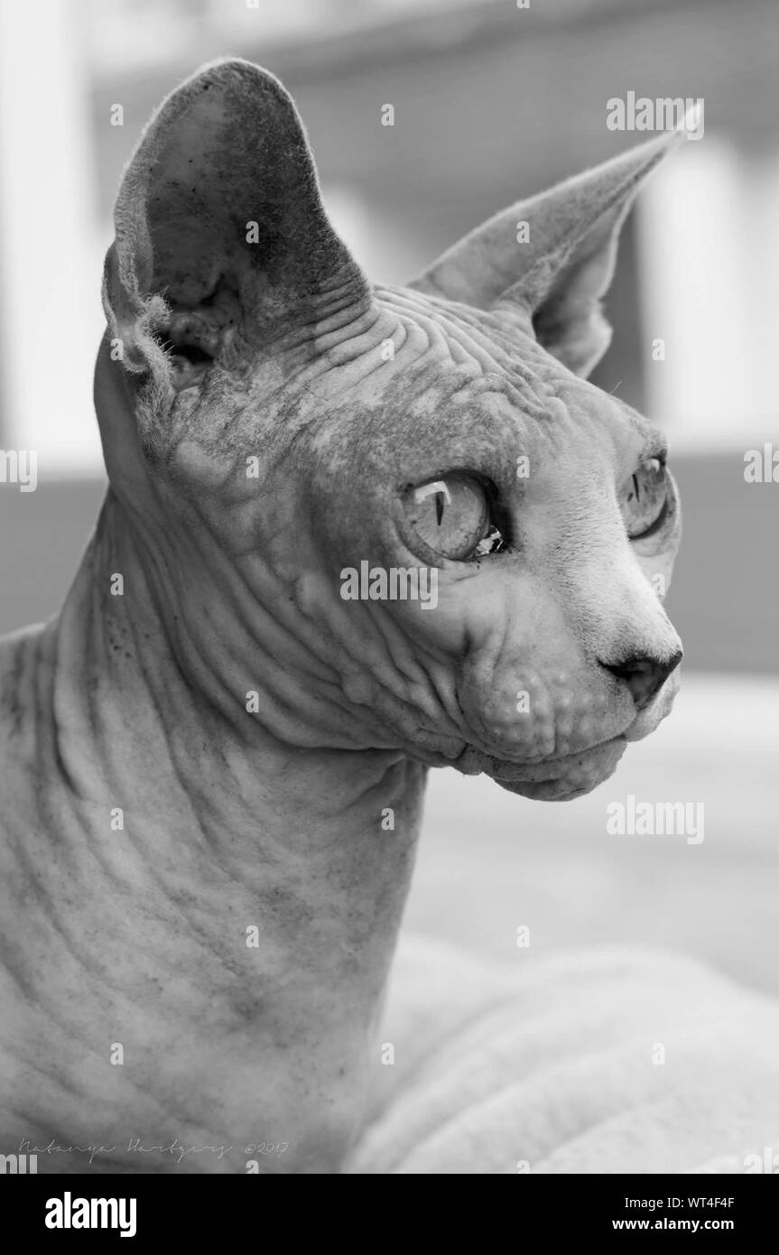 Sphynx Chat Sans Poils Banque De Photographies Et D Images A Haute Resolution Alamy
