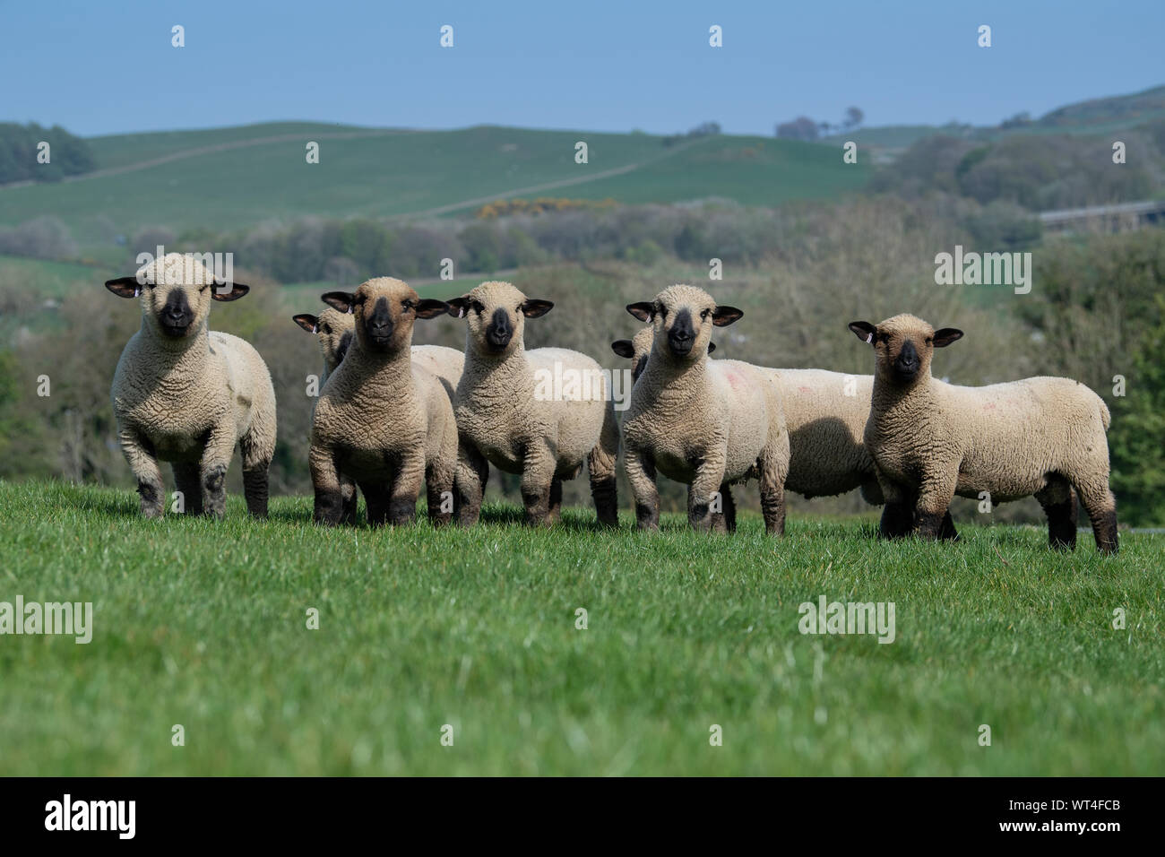 Ram Hampshire Down agneaux dans champ près de Windermere, Cumbria, Royaume-Uni. Banque D'Images