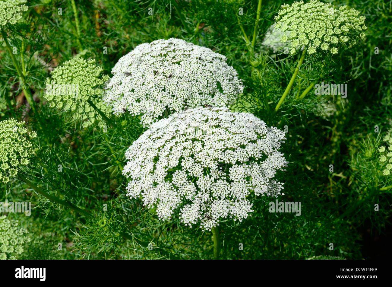 Feuillage plumeux blancs Ammi visnaga ombelle de fleurs blanches avec des mauvaises herbes évêques Banque D'Images