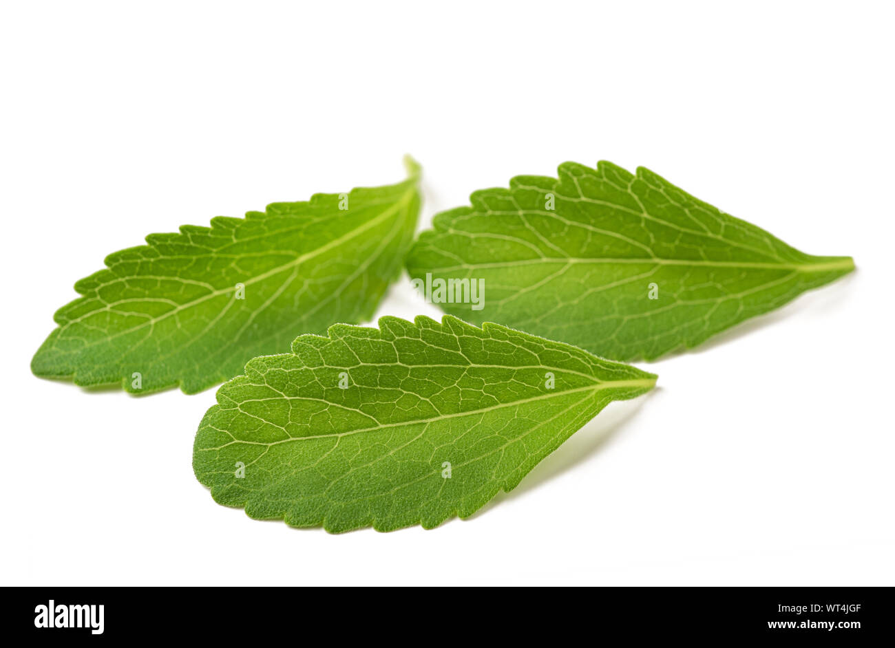 Les feuilles de Stevia isolé sur fond blanc Banque D'Images
