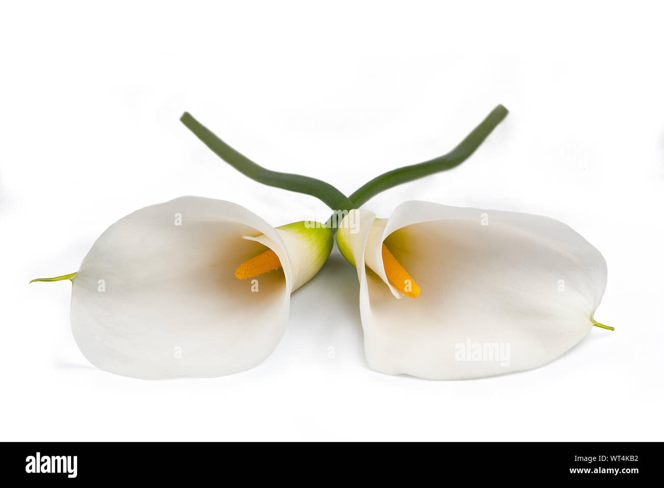 White calla lillies, isolé sur blanc. Bud et full-bloom Banque D'Images