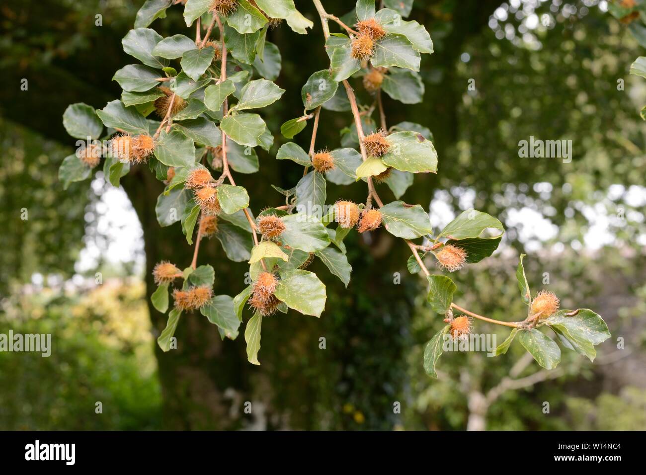 Les écrous ou beechmast hêtre et de feuilles et de Hêtre Fagus sylvatica Banque D'Images