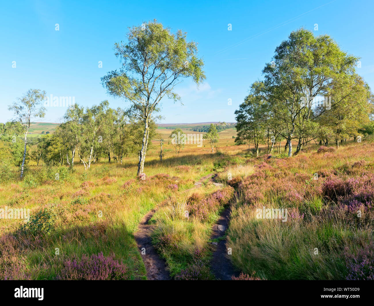 Un chemin étroit entre le bouleau verruqueux et Heather dans une pente à la campagne du Derbyshire ouvert. Banque D'Images