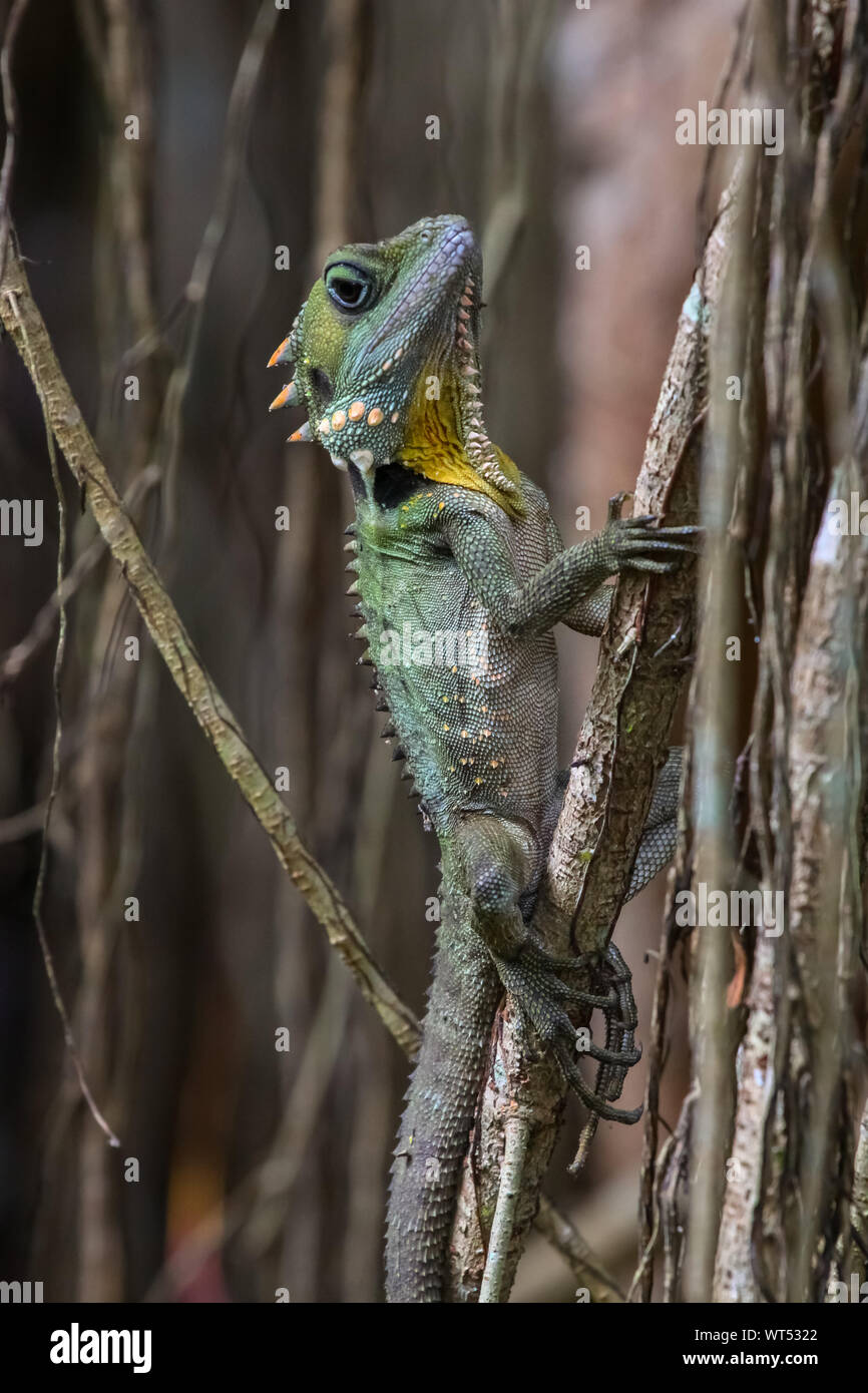 Gros plan d'une forêt Boyds grimper Dragon un rideau figuier, Atherton, Queensland, Australie Banque D'Images