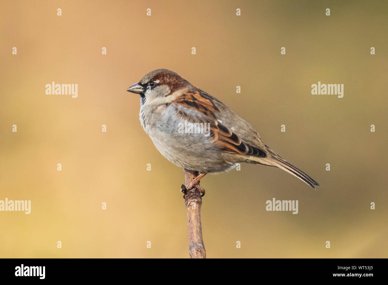 Libre d'un homme oiseau Moineau domestique Passer domesticus de nourriture dans une haie Banque D'Images