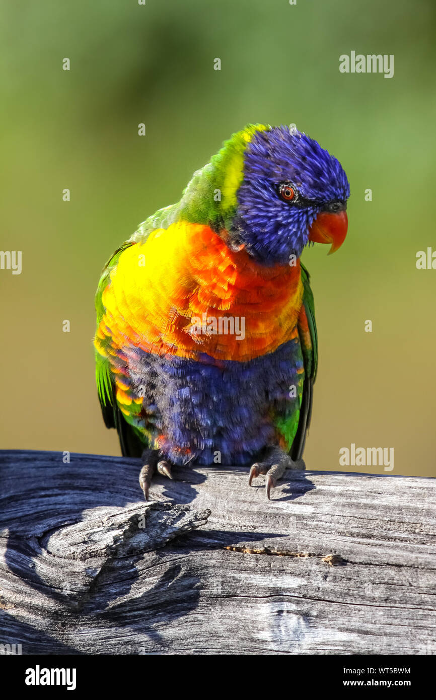 Close up d'un arc-en-ciel lorikeet colorés à l'état sauvage, Queensland, Australie Banque D'Images