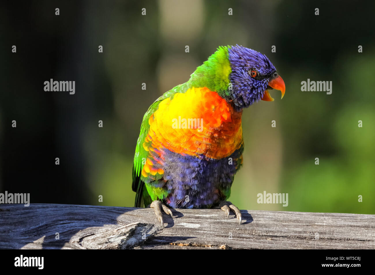 Close up d'un arc-en-ciel lorikeet colorés à l'état sauvage, Queensland, Australie Banque D'Images