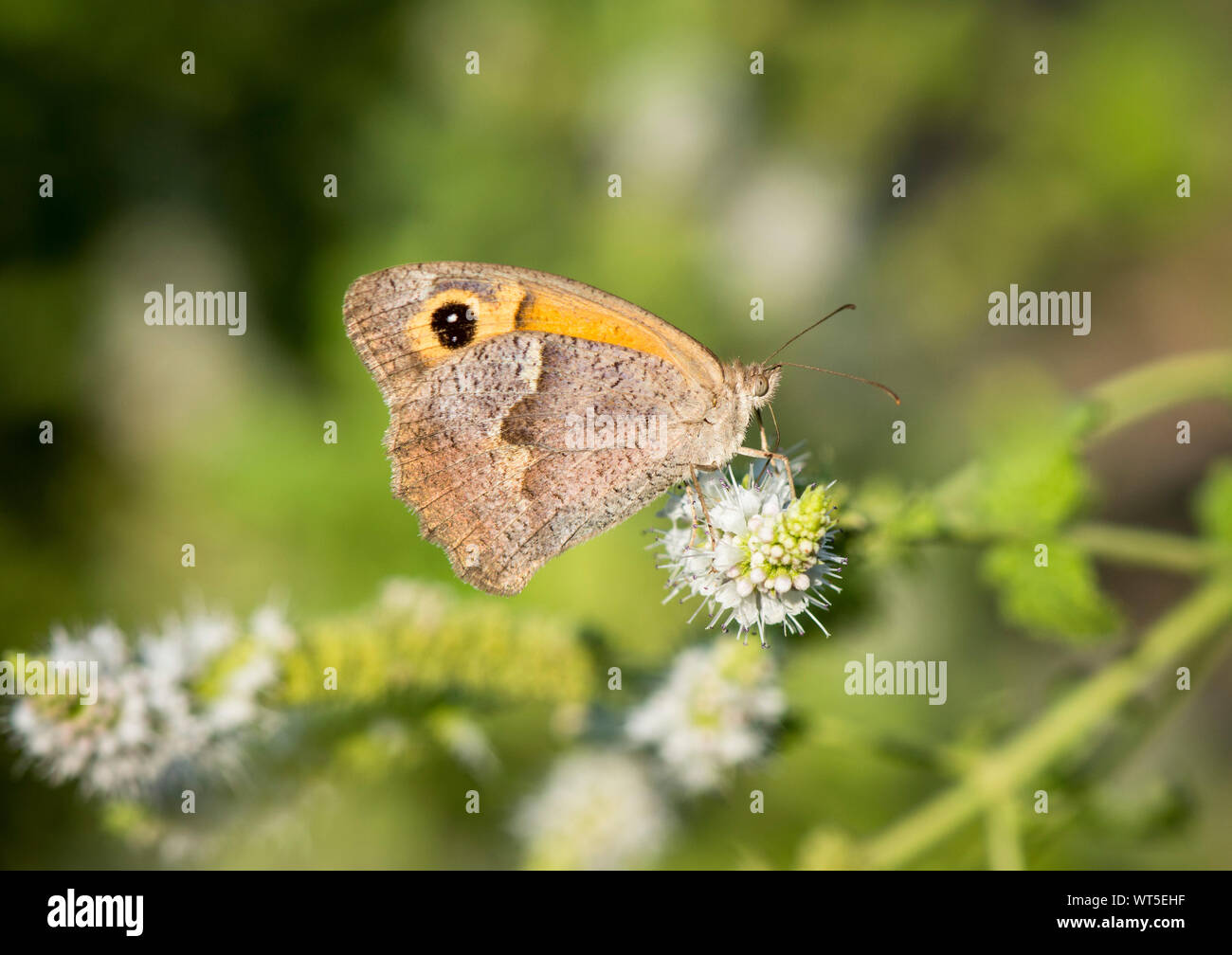 Le sud de portier (Pyronia cecilia), papillon sur la plante, l'Andalousie, espagne. Banque D'Images