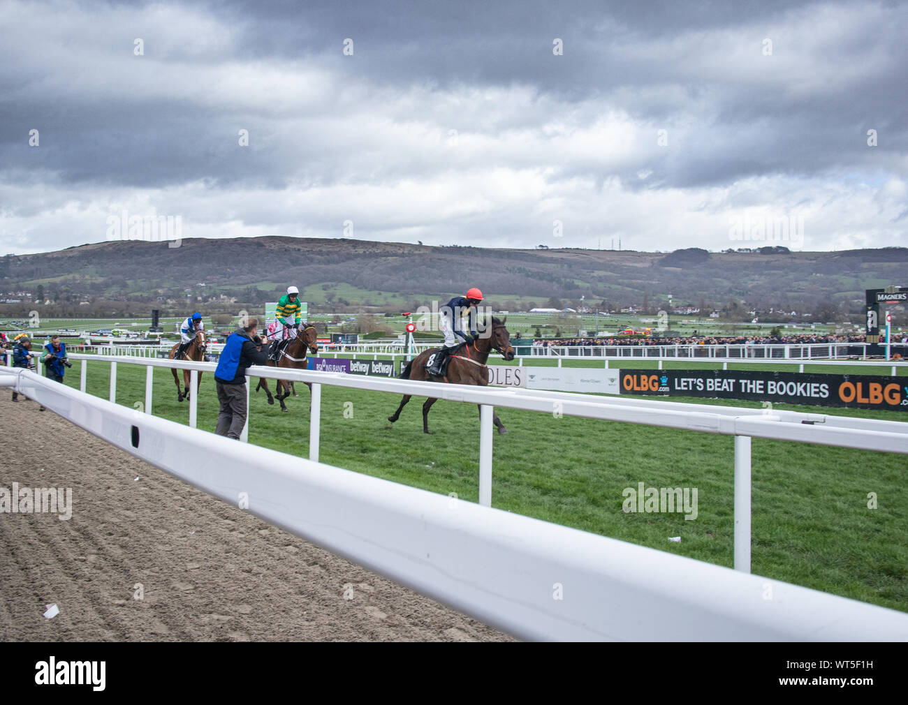 Chevaux course à la ligne d'arrivée à la Cheltenham Festival. Le premier ministre britannique de chasse National réunion de courses et un haut lieu d'une armée de fans irlandais voyage Banque D'Images