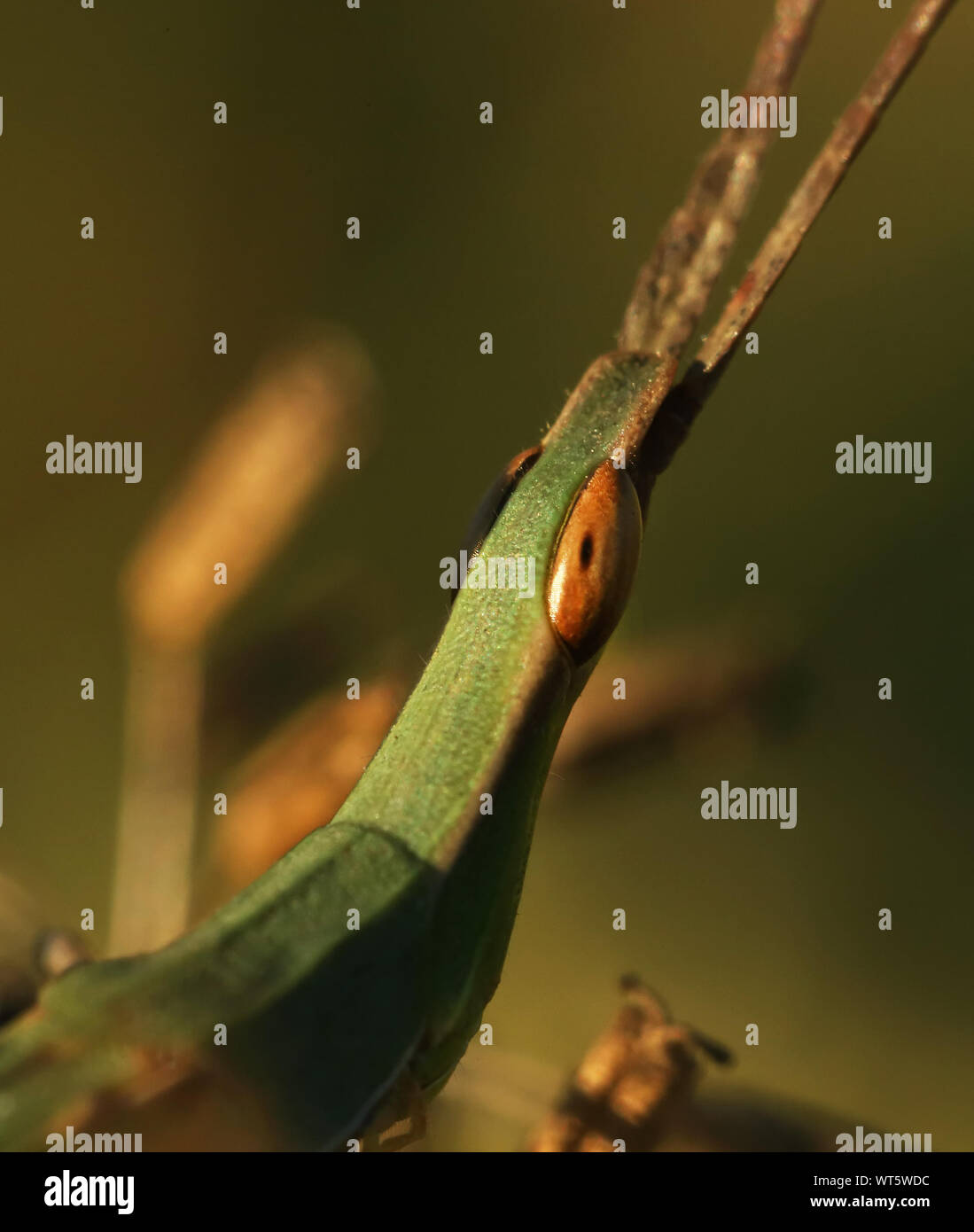 Insecte vert Banque de photographies et d’images à haute résolution - Alamy