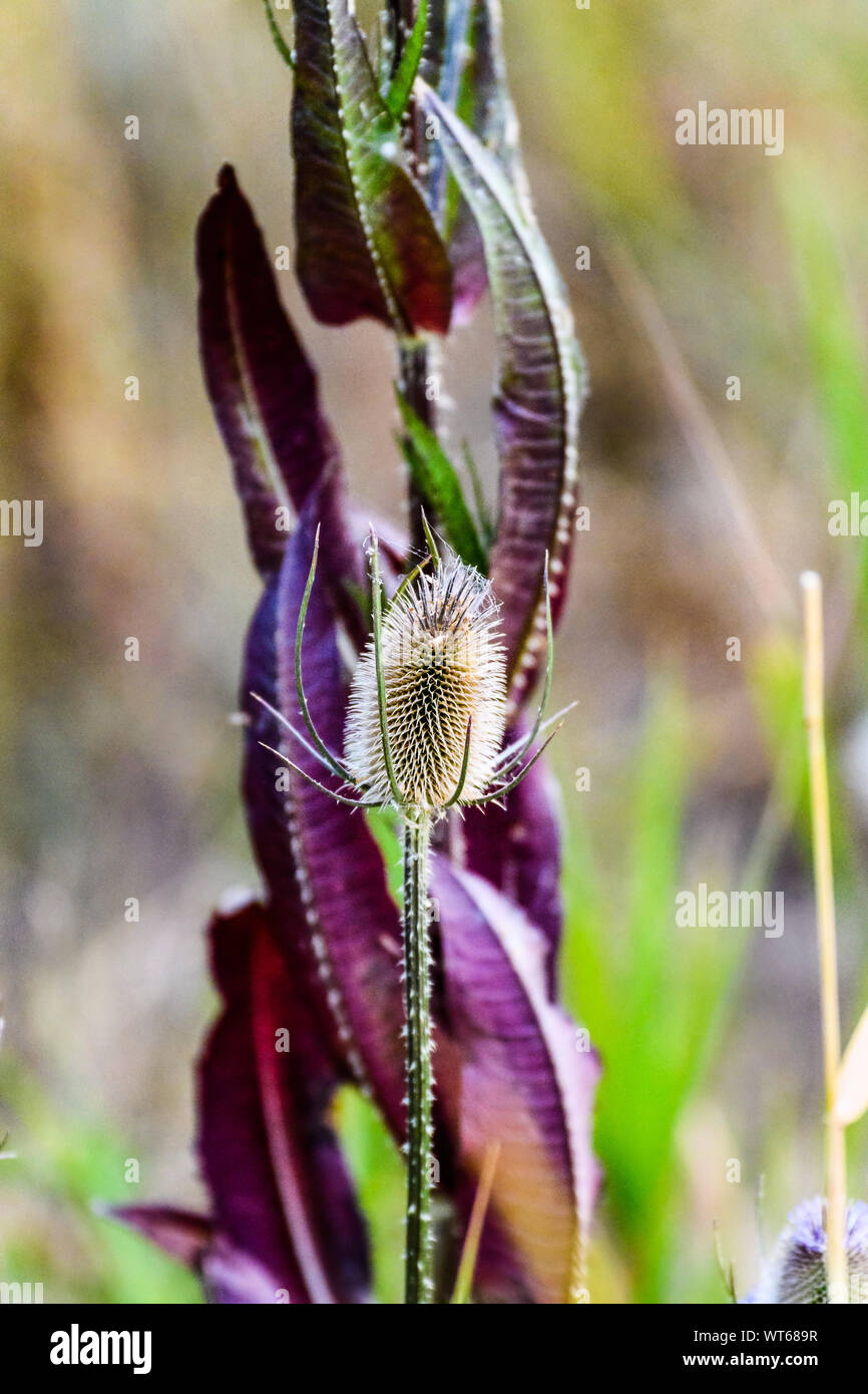 Taris chardon sauvage head Banque D'Images