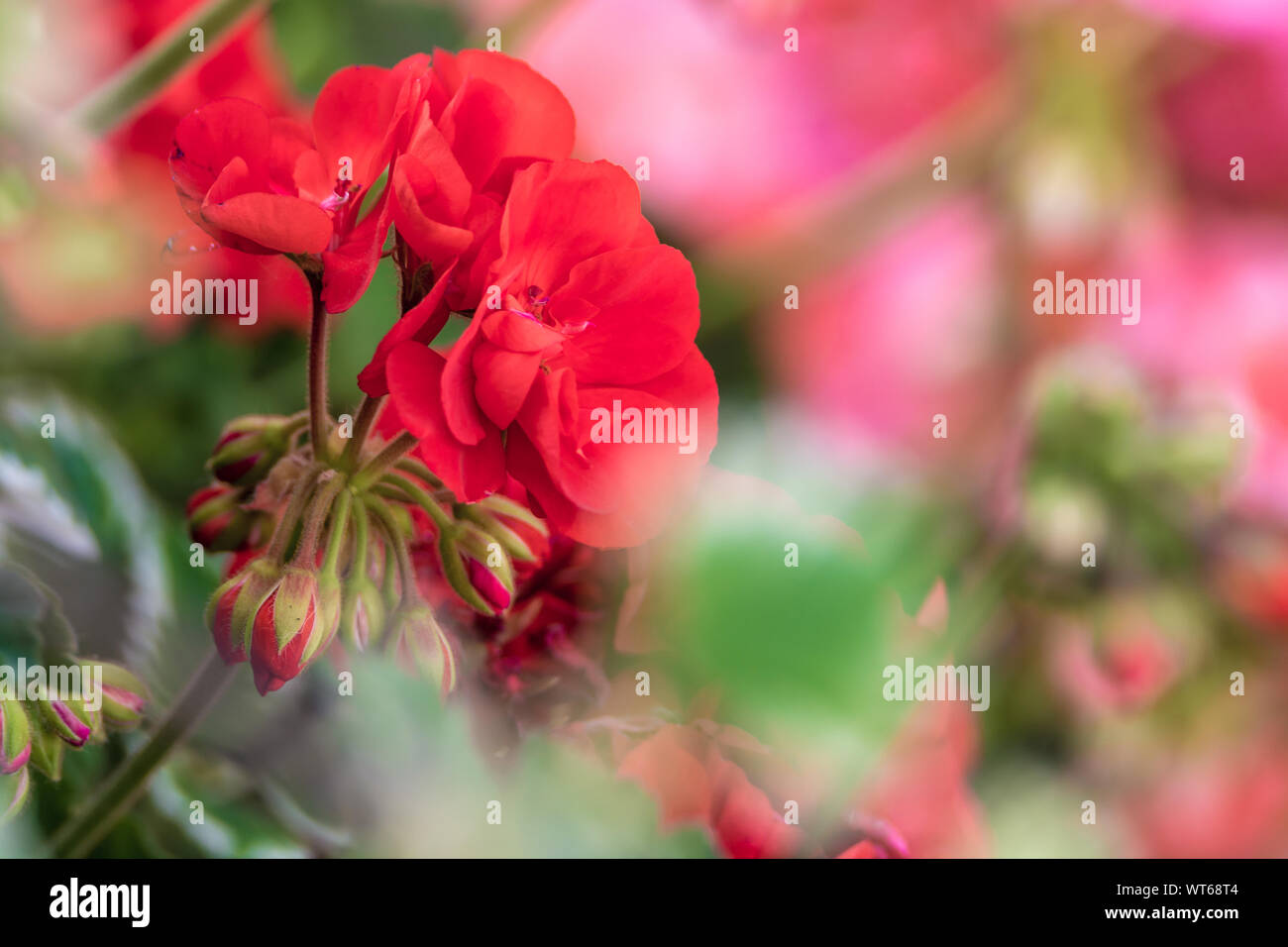 Les géraniums rouge dans un parterre de fleurs colorées Banque D'Images
