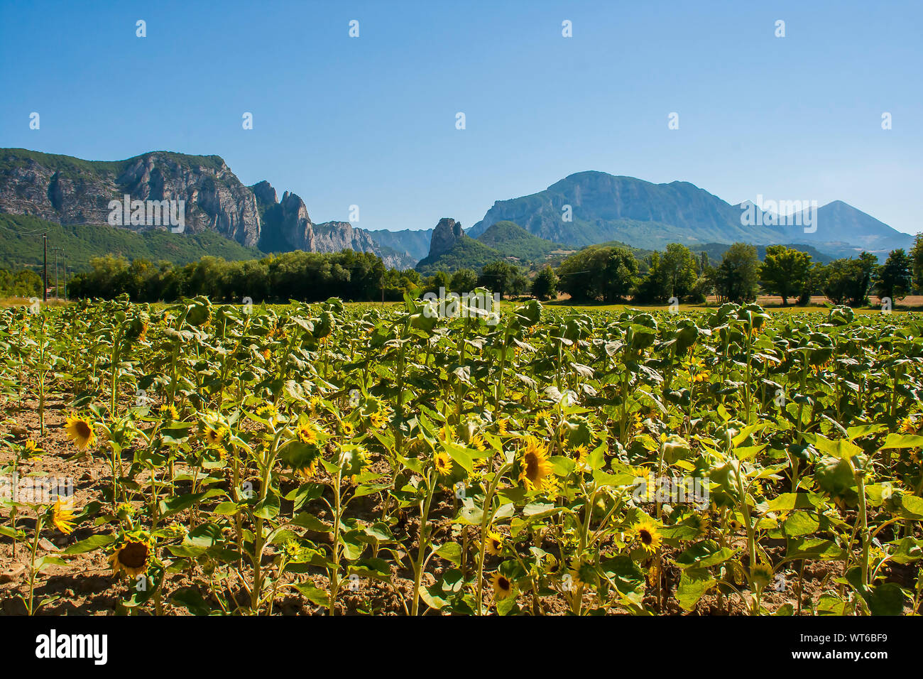 Sommets de montagnes et falaises surplombant un champ de tournesols en jeunes la drôme Provencale en France Banque D'Images