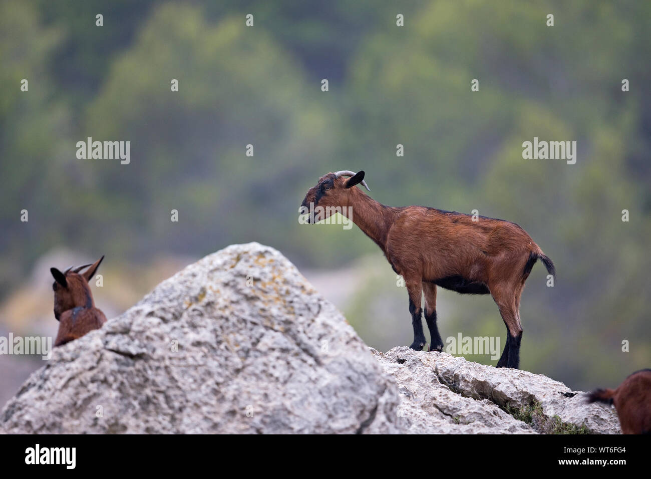 Balearian Chèvre Férale (Capra aegagrus hircus) Banque D'Images