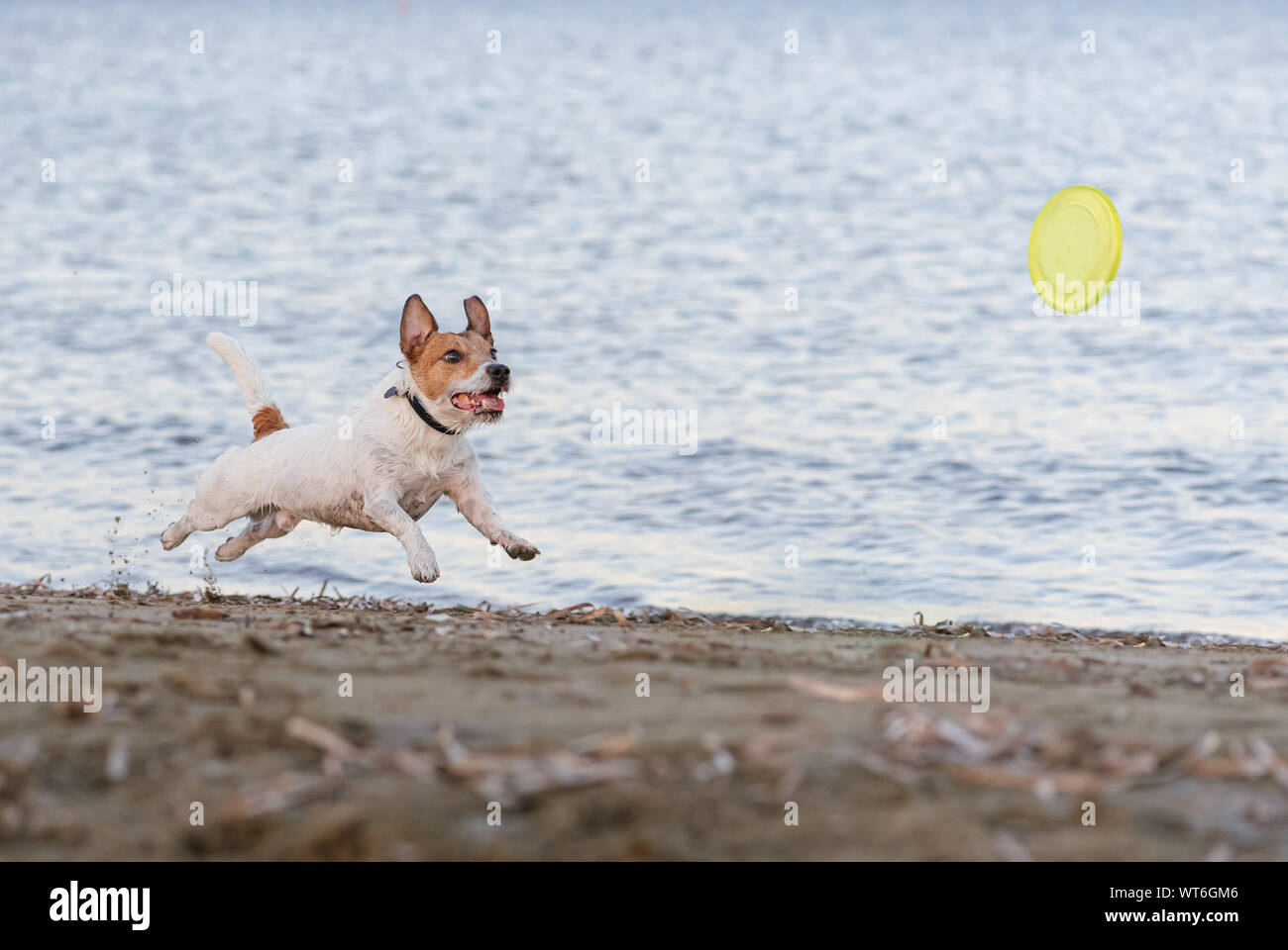 Chasse chien flying disque en plastique jouant sur beach Banque D'Images