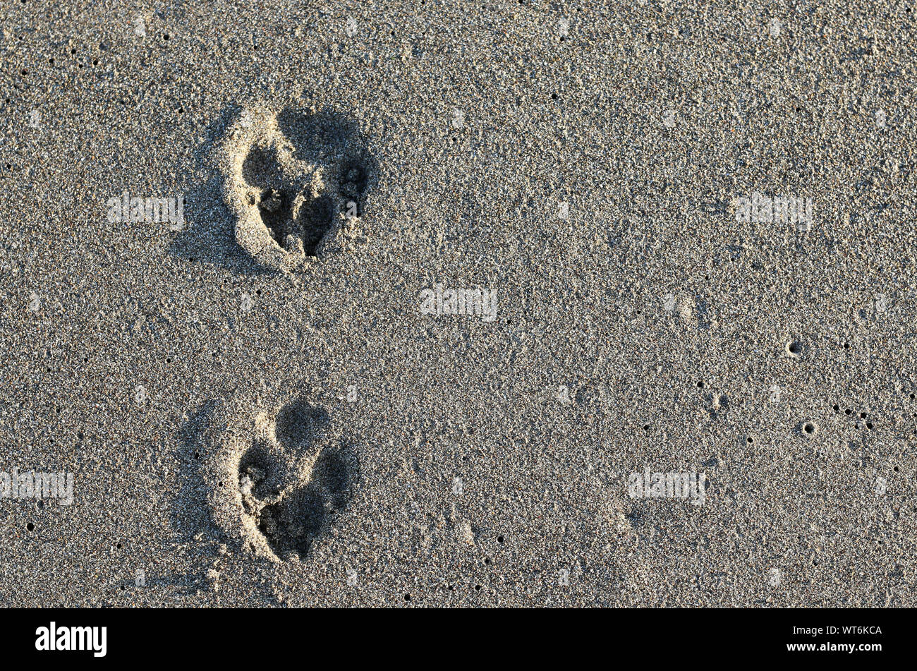 Traces de la patte du chien sur le sable. Vue d'en haut Banque D'Images