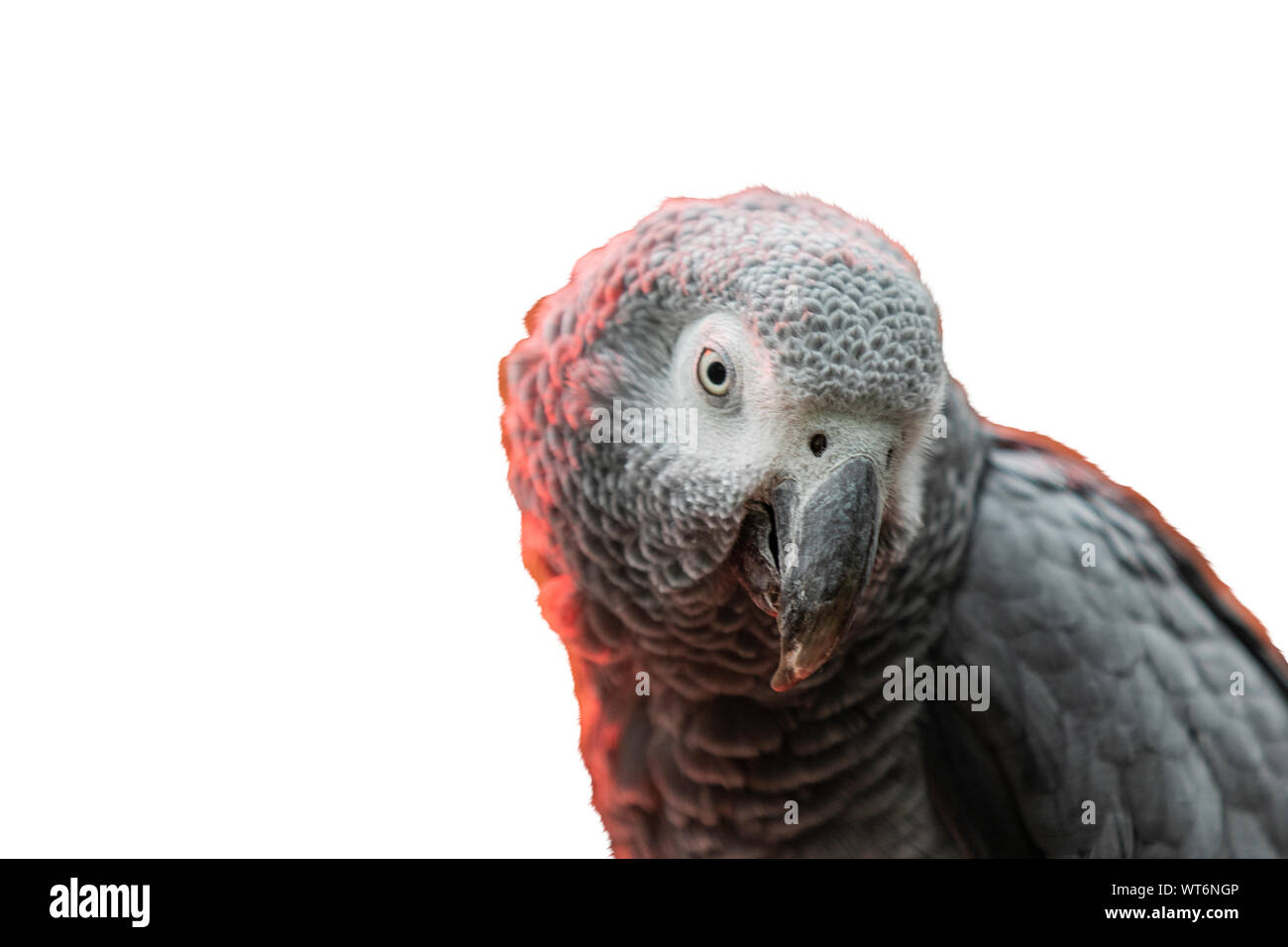 Rétro perroquet gris en lumière rouge isolé sur blanc, la nature sauvage Banque D'Images
