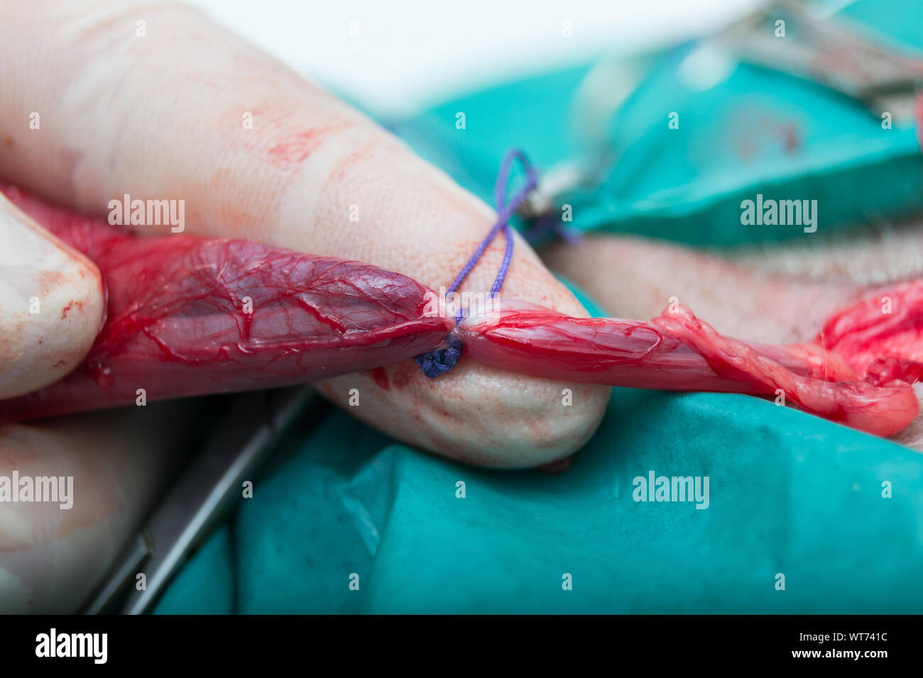 La ligature simple du cordon testiculaire chez le chien chirurgie de stérilisation Banque D'Images