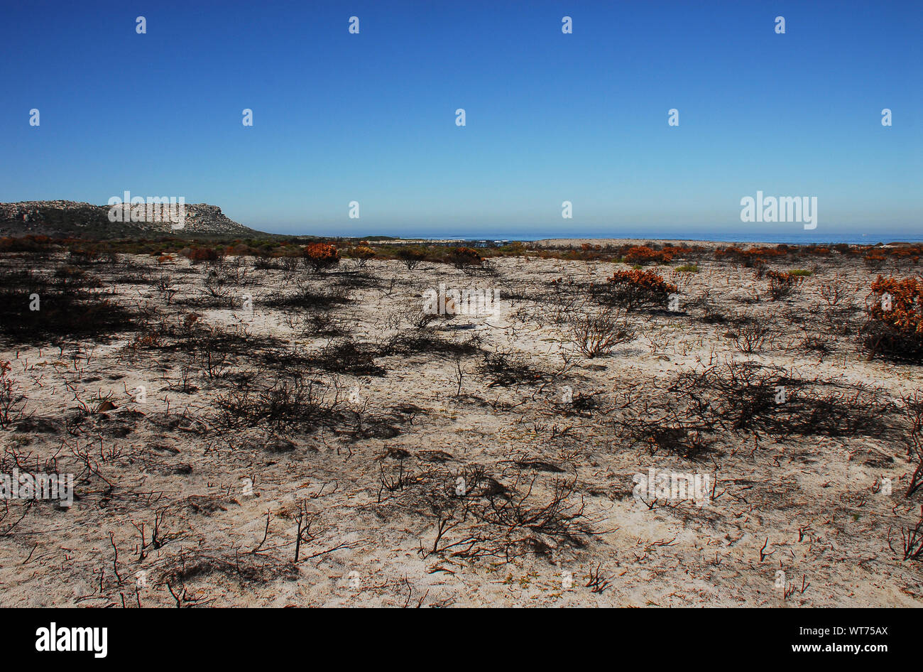 Feux de forêt près de Capetown, Afrique du Sud a laissé un paysage surréaliste de blacken squelettes de plantes. Beau, mais un rappel des dangers du feu. Banque D'Images