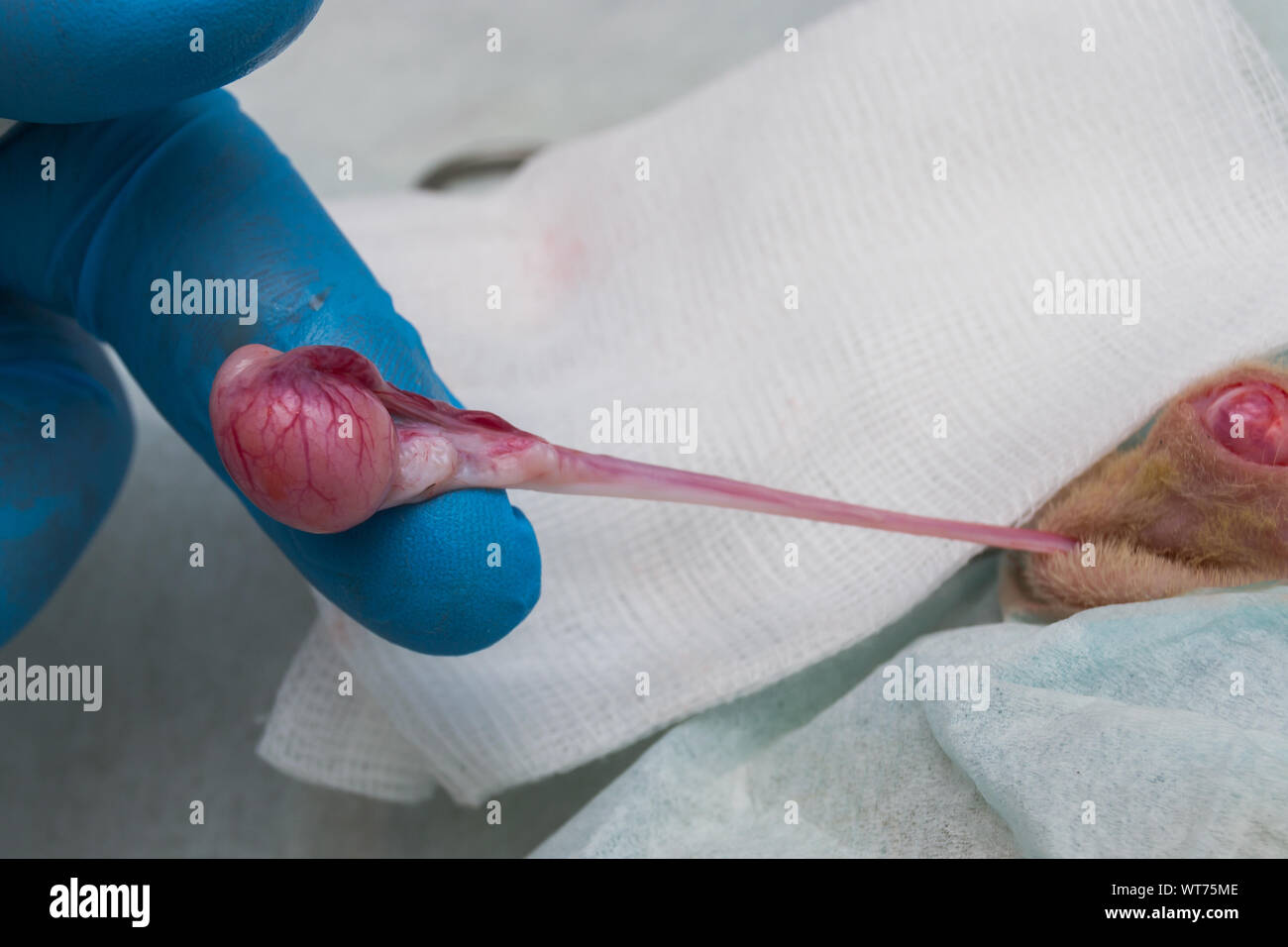 Dans une castration, la tunique, la membrane du testicule et des structures associées, est incisé. Banque D'Images