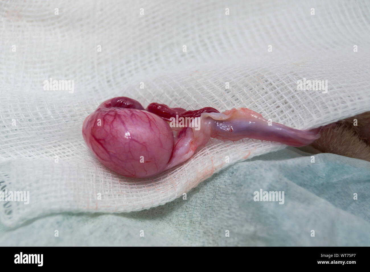 Dans une castration, la tunique, la membrane du testicule et des structures associées, est incisé. Banque D'Images