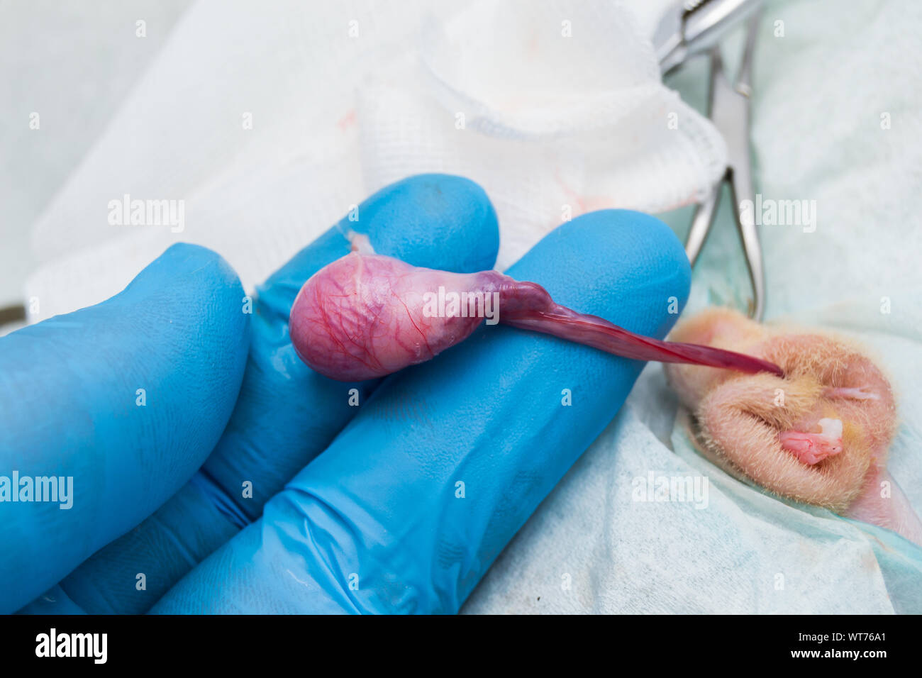 La castration chat mâle par technique fermée Banque D'Images