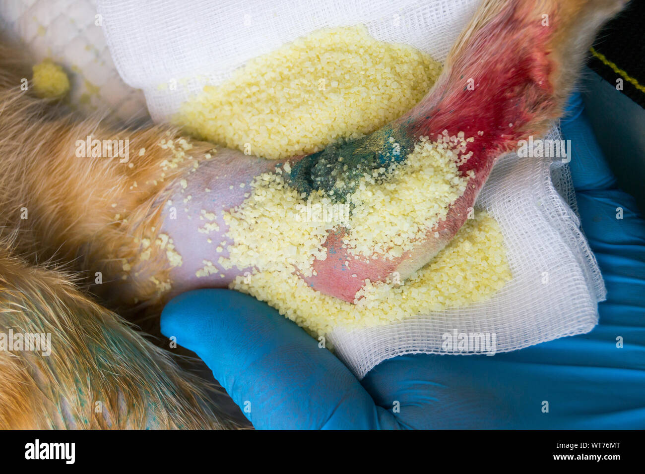 Effets du sucre avec des pansements antibiotiques sur la cicatrisation  Photo Stock - Alamy