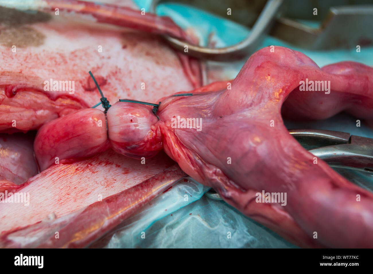 La ligature double de l'utérus de la femme enceinte d'un chien pendant la  chirurgie de stérilisation Photo Stock - Alamy