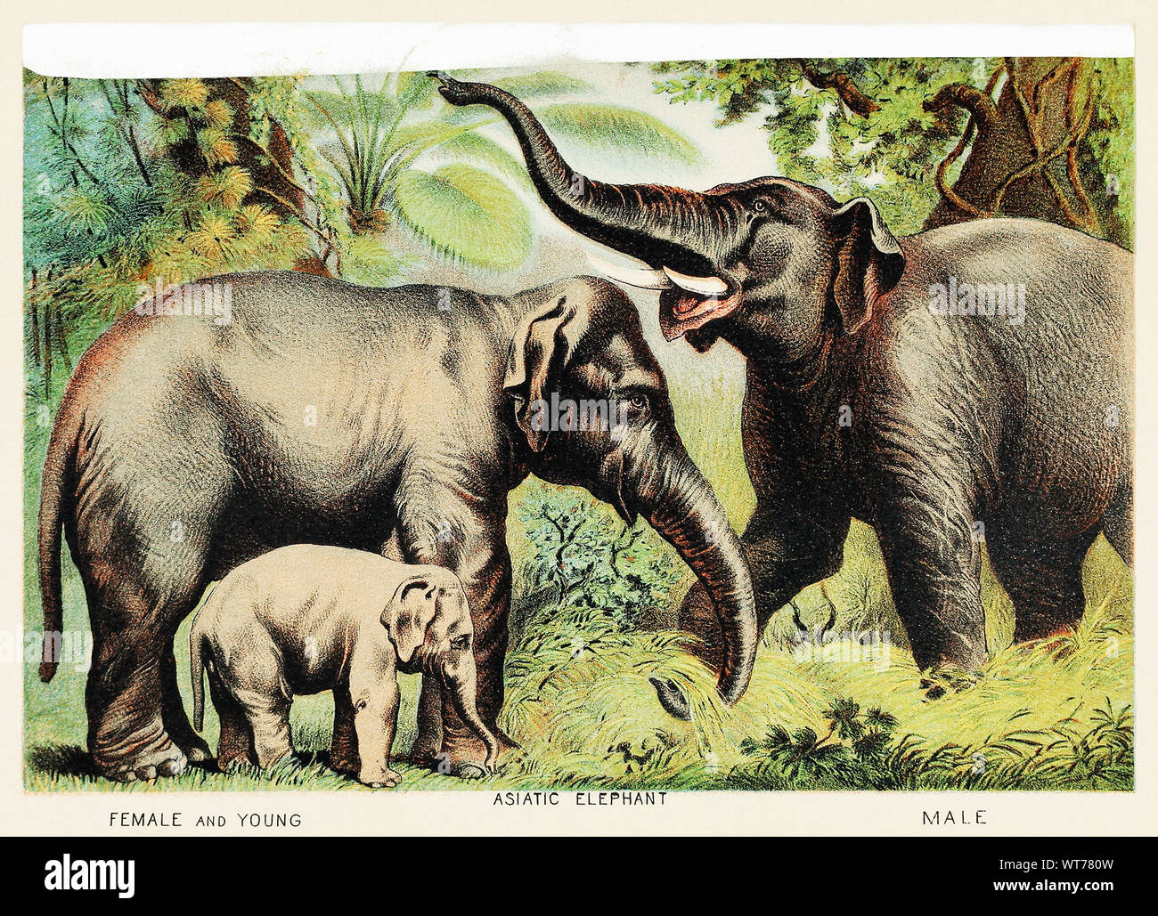 John - Karst - Illustration de l'éléphant d'Asie 1880 Banque D'Images