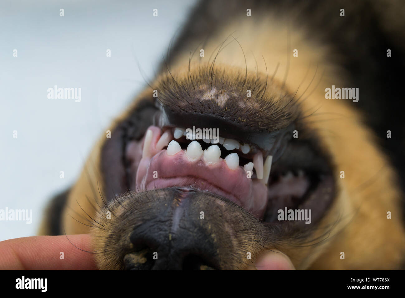 L'évolution des dents de chiot. Les premières incisives permanentes ont éclaté au milieu et les dents de lait ou dents de lait. Banque D'Images