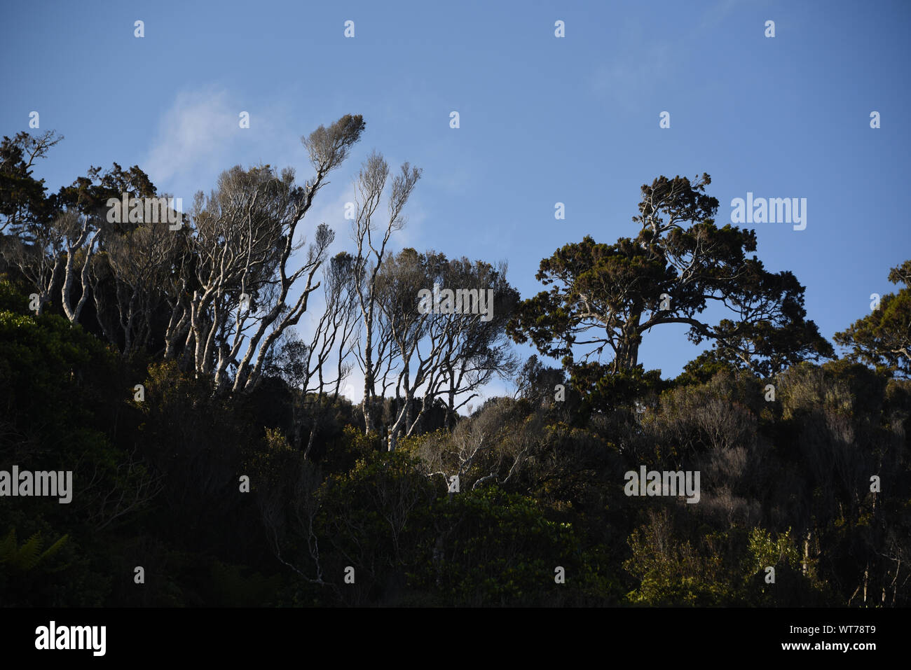 Le vent a balayé les arbres au sommet d'une colline forêt tropicale sur l'île du sud de Nouvelle-Zélande. Remarque l'ample espace de copie dans ce ciel magnifique. Banque D'Images