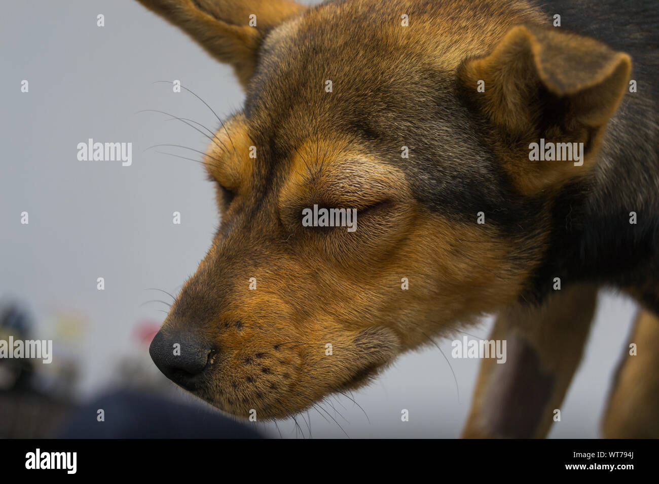 Chien avec une réaction anaphylactique après injection de vitamine K Banque D'Images