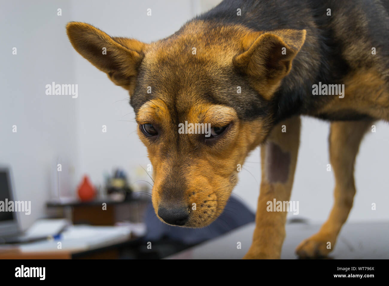 Chien avec une réaction anaphylactique après injection de vitamine K Banque D'Images