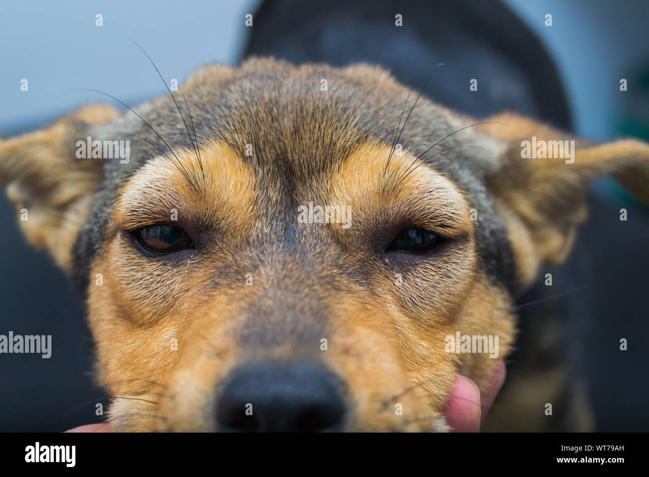 Chien avec une réaction anaphylactique après injection de vitamine K Banque D'Images