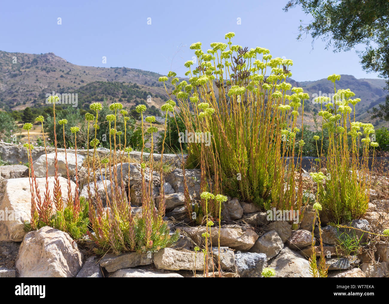 Petrosedum sediforme, plante de pierre pâle en pleine fleur avec un fond de montagne Banque D'Images