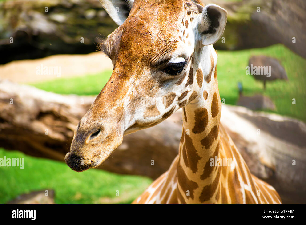 Portrait de giraffe looking at camera. Les Girafes sont même africains-toed mammifère ongulé, le plus grand et le plus grand ruminant. L'Afrique, 2019. Banque D'Images