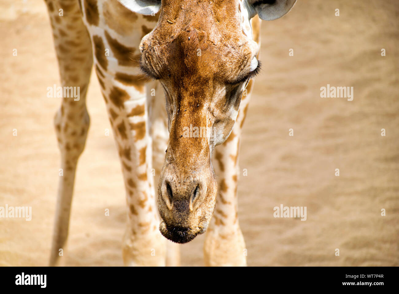 Portrait de girafe. Les Girafes sont même africains-toed mammifère ongulé, le plus grand et le plus important. de ruminants en Tanzanie, l'Afrique, 2019. Banque D'Images