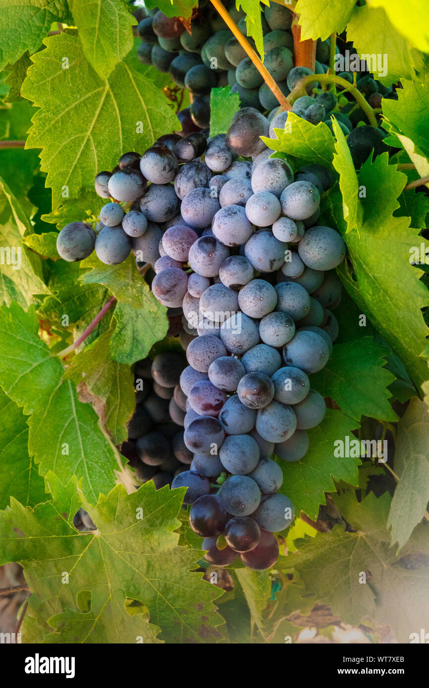 Un tas de raisins à une vigne dans une vigne à chasse d'automne Banque D'Images