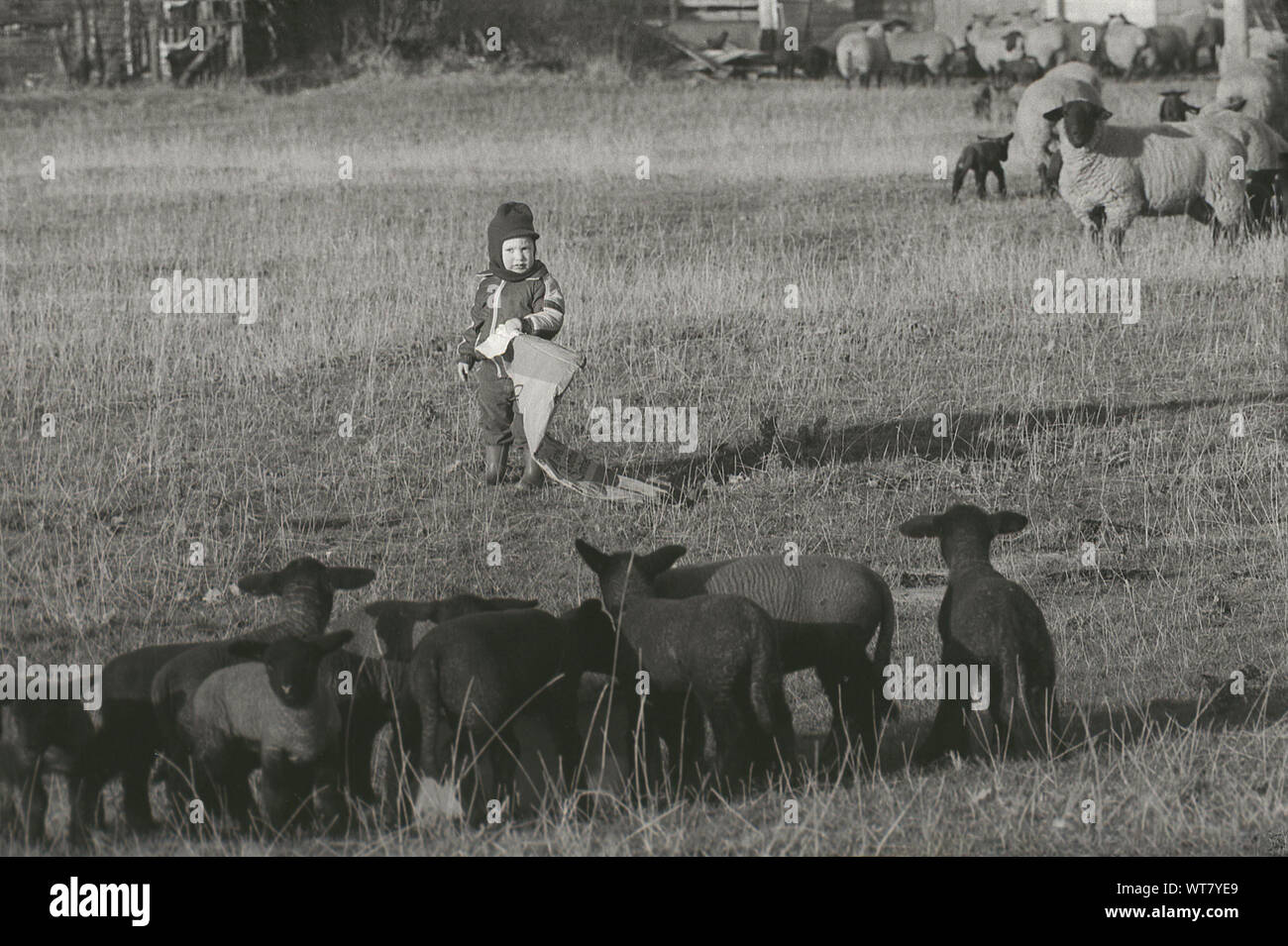 Années 1980, historique, un bébé à l'extérieur dans un champ de couleur noir alimentation agneaux, England UK. Banque D'Images