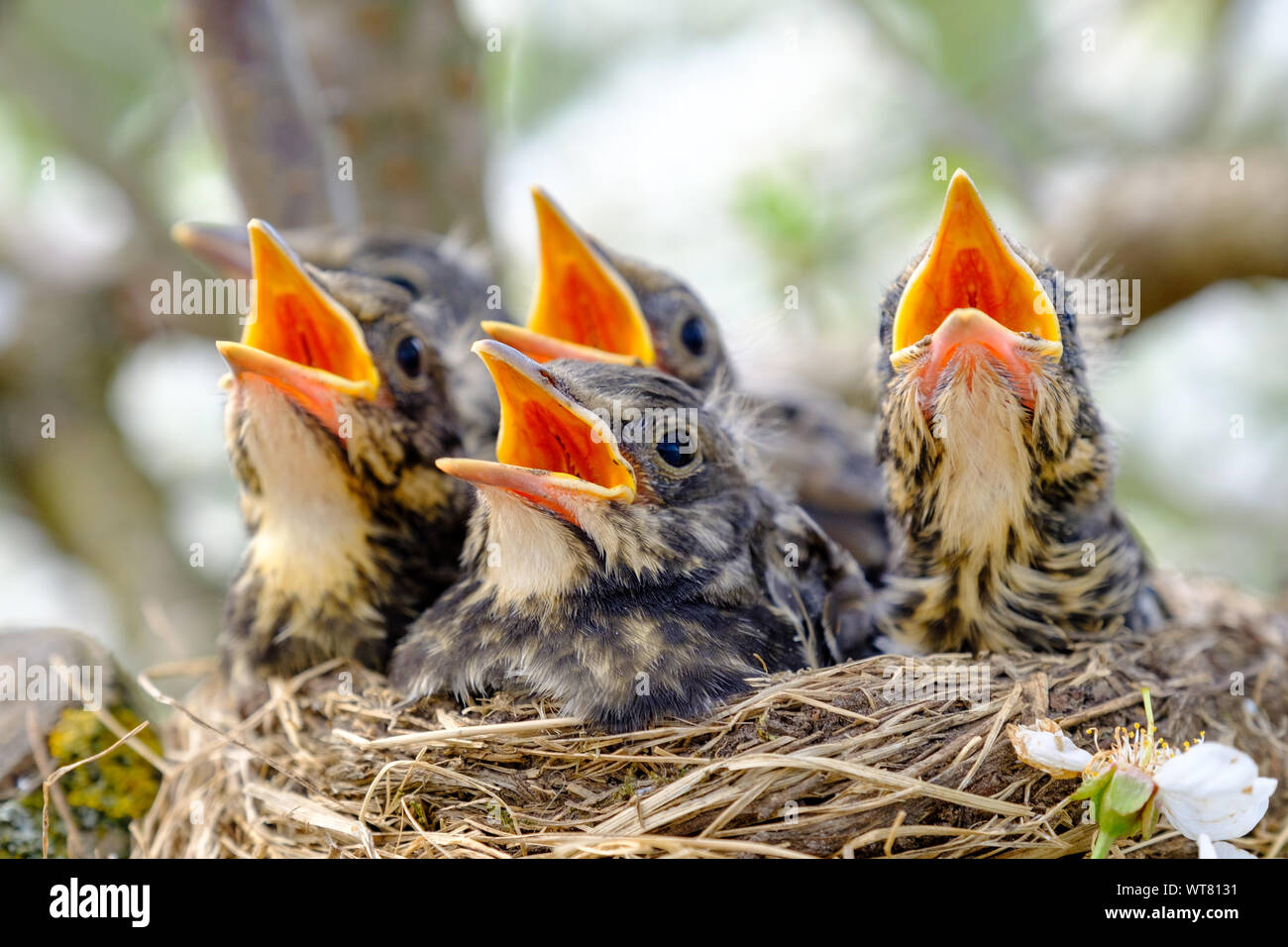 Baby Woody Banque D Image Et Photos Alamy
