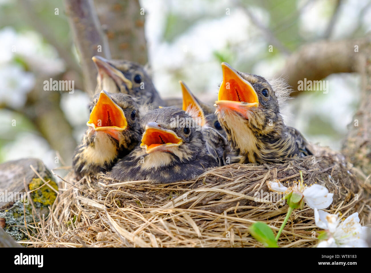 Hungry Baby Birds Banque D Image Et Photos Alamy